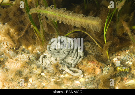 Lugworm cast (Arenicola marina) sott'acqua su una spiaggia svedese, Svezia Foto Stock