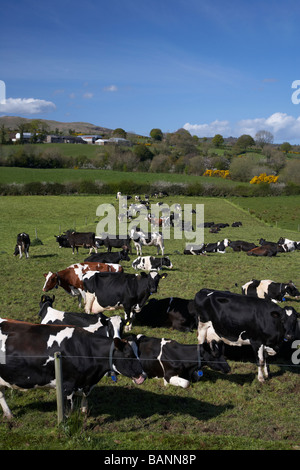 Allevamento di tagged managed vacche bovini in un campo in County Tyrone Irlanda del nord Europa Regno Unito Foto Stock