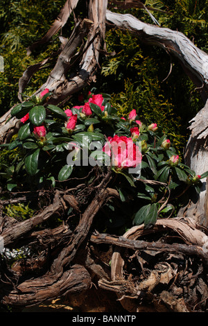 Azalea rossa un fiore in un giardino nessuno oggetti concetto colore mostra idee ad alta risoluzione verticale Foto Stock