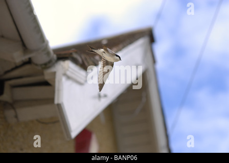 Una casa martin lasciando il suo nido sotto il cornicione del tetto nel Regno Unito Foto Stock