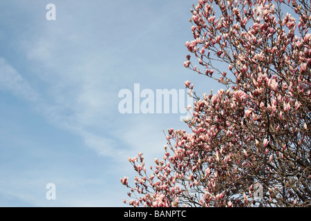 Magnolia rosa x Soulangeana albero fiorito Campbellii Mollicomata contro il cielo blu primo piano basso angolo da sotto nessuno negli Stati Uniti alta risoluzione orizzontale Stati Uniti Foto Stock