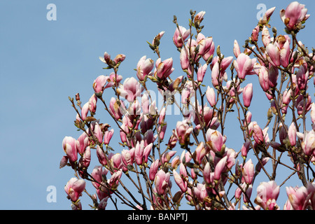 Magnolia rosa x Soulangeana albero fiorito Campbellii Mollicomata contro il cielo blu primo piano basso angolo da sotto nessuno negli Stati Uniti alta risoluzione orizzontale Stati Uniti Foto Stock