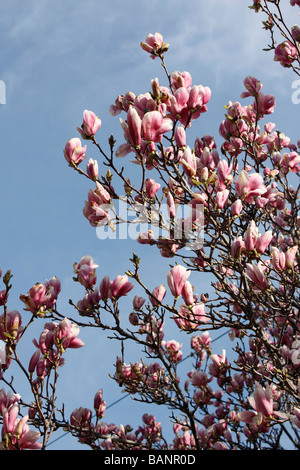 Magnolia rosa x Soulangeana albero fiorito Campbellii Mollicomata contro il cielo blu primo piano basso angolo da sotto nessuno verticale negli Stati Uniti ad alta risoluzione Foto Stock