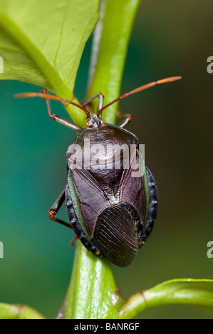 Il bronzo orange bug è una peste di agrumi in Australia Foto Stock