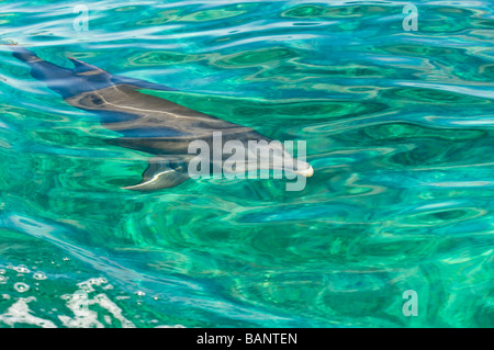 Il tursiope o delfino maggiore in acqua nei pressi di Grand Bahama Bahamas Foto Stock