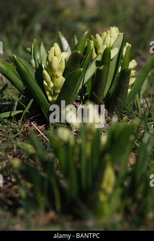 Giacinto rosa che fuoriesce dal suolo nel giardino dall'alto, sfondo sfocato, formato verticale in Ohio, Stati Uniti, alta risoluzione Foto Stock