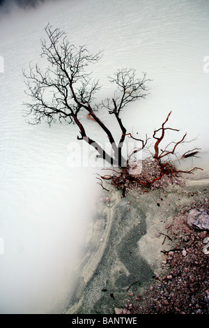 Kawah putih vulcano Foto Stock