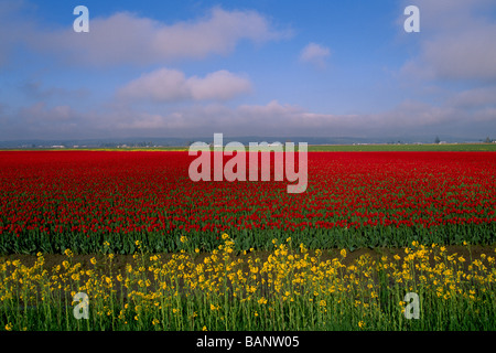 Un colorato Campo di tulipani in fiore in primavera La Conner Washington stato USA Foto Stock