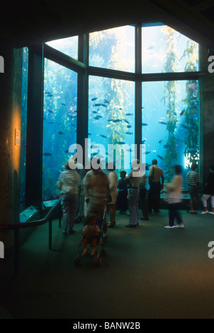 Acquario di Monterey in California oceano mare pesce serbatoio visitatore scienze turistiche finestra di acqua Foto Stock