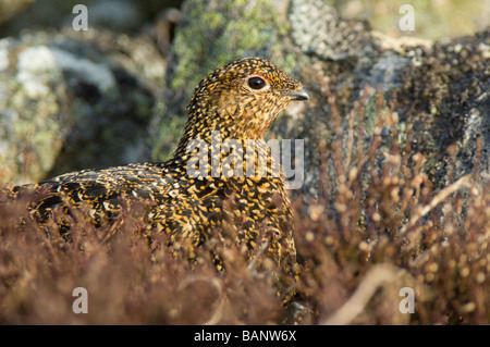 Red Grouse, Lagopus lagopus scoticus, femmina tra erica e rocce di granito su un moro nei Cairngorms. Foto Stock