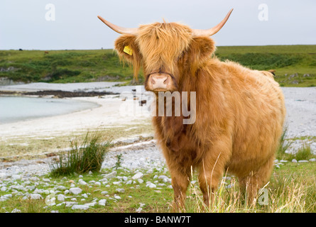 Una razza Highland mucca, presso la baia e la spiaggia di sabbia bianca a Traigh nam Feannag, vicino Inver sull'isola di Jura, Scozia. Foto Stock