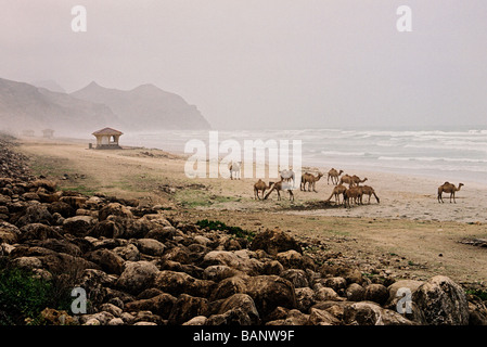 Una mandria di cammelli sulla spiaggia durante la stagione dei monsoni, nel villaggio di Mughsail, appena a sud della città di Salalah, Oman. Foto Stock