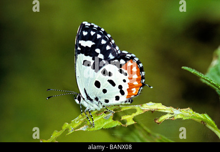 Red Pierrot Talicada nyseus dalla foresta Amboli, Maharasthra, India. Lycaenidae : Blues Foto Stock