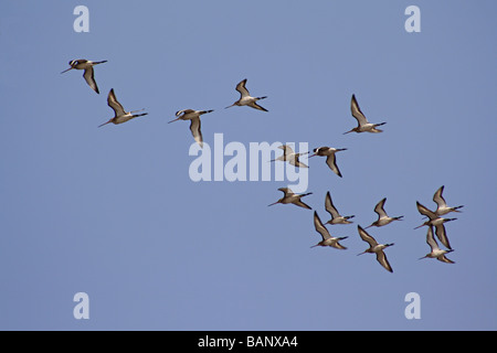 Eurasian Curlew. Numenius arquata. Sewri. Mumbai. Foto Stock