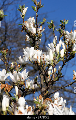 X Magnolia soulangeana cv lennei alba fiori bianchi bloom blossom blue sky molla Foto Stock