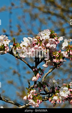 prunus serrulata 'mikurama-gaeshi' White cherry tree flowers blossoms blossom bloom flower flowering spring mass Foto Stock