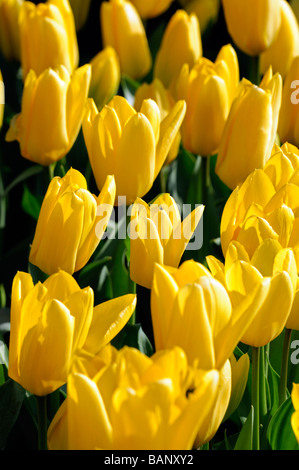 Tulipano giallo tulipa fosteriana candela presto fiore gruppo bloom blossom variante di specie var sp varietà colore colore Foto Stock
