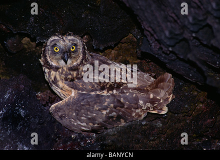 Il corto EARED OWL asio flammeus una delle isole solo predatori naturali isola TOWER Isole GALAPAGOS ECUADOR Foto Stock