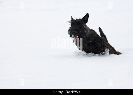 Scottish terrier in esecuzione nella neve Foto Stock