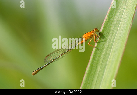 Fanciulla di volare a Amboli foresta, Maharshtra. Foto Stock