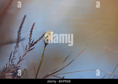 Erba di cotone in fiore Foto Stock