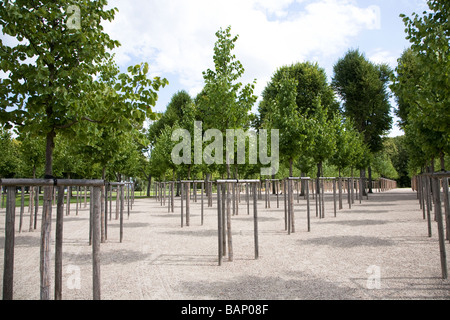 Appena piantato alberi in linee con protezione di supporti in legno Schwerin Germania Foto Stock