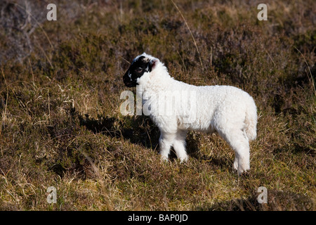 Scottish black-faced sheep, young lamb in the highlands of scotland Foto Stock