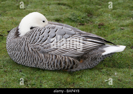 L'imperatore goose (chen canagica) a Martin mera WWT, Lancashire in primavera. Foto Stock