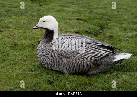 L'imperatore goose (chen canagica) a Martin mera WWT, Lancashire in primavera. Foto Stock