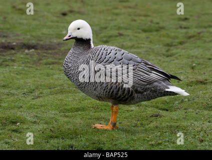 L'imperatore goose (chen canagica) a Martin mera WWT, Lancashire in primavera. Foto Stock