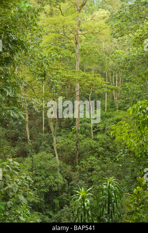 Cloud Forest in Honduras. Foto Stock