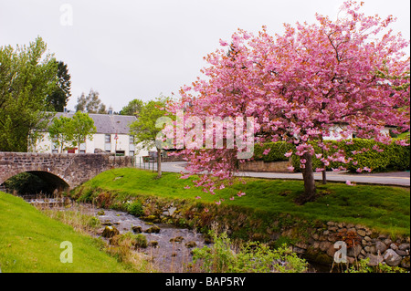 Primavera sbocciano i fiori e il ponticello del dollaro Clackmannan in Scozia Foto Stock