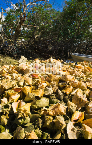 Scartato regina Conch conchiglie McLean's Town, Grand Bahamas. Foto Stock