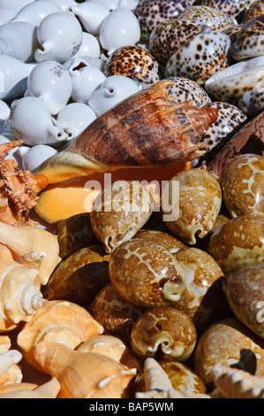 Conchiglie marine ricordo al mercato stradale di Mcleans Town, East End, Grand Bahama Bahamas mercato Foto Stock