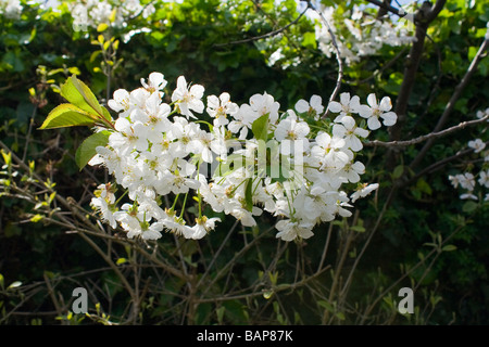 Morello Ciliegio (Prunus cerasus) Foto Stock