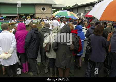 Gli spettatori con open umberellas guardando le pecore a giudicare l'anello sotto la pioggia al Royal Welsh Agricultural Show Foto Stock