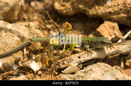 Una lucertola muraiola (Lacerta filfolensis o Gremxula, Dorbi) tra le rocce su Comino. Essi sono endemiche delle isole maltesi Foto Stock