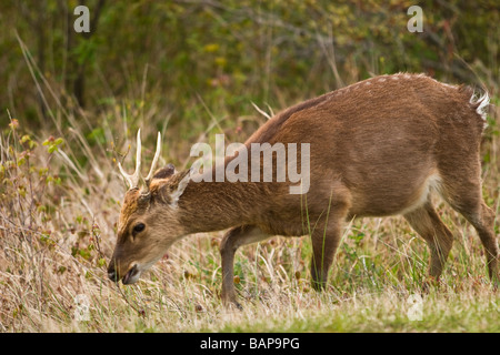 Cervi Sika buck (Cervus nippon) questi sono una specie esotiche e sono davvero un asiatico elk Foto Stock