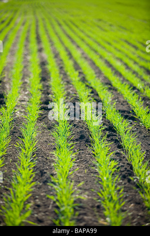 La nuova crescita nel campo di grano, Lumsden, Saskatchewan, Canada Foto Stock