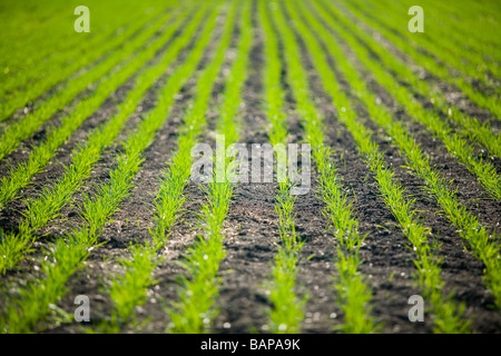 La nuova crescita nel campo di grano, Lumsden, Saskatchewan, Canada Foto Stock