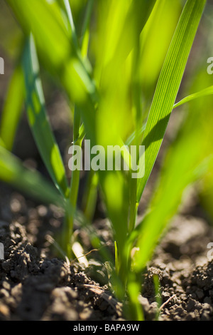 Close-up di giovani di frumento, Lumsden, Saskatchewan, Canada Foto Stock