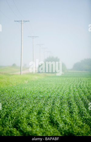 I giovani di frumento in campo, Saskatchewan, Canada Foto Stock