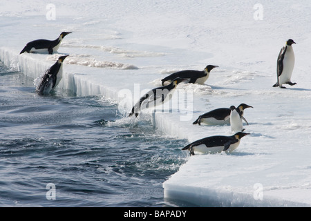 Pinguini imperatore jump sulla banchisa intorno a un singolo Adelie penguin dopo la pesca nel Mare di Ross in Antartide Foto Stock