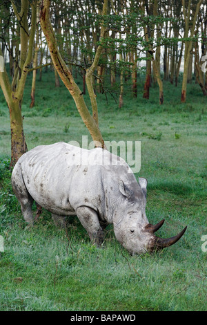 White Rhino navigando sulla coperta di rugiada erbe sotto il baldacchino della foresta del lago Nakuru National Park in Kenya Foto Stock