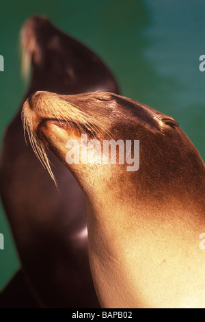 California i leoni di mare Santa Barbara Zoo di Santa Barbara in California Foto Stock