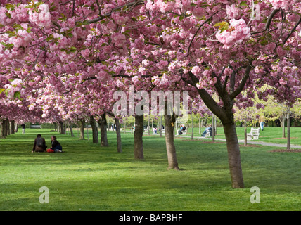 Fiori Ciliegio al Brooklyn Botanic Garden Foto Stock