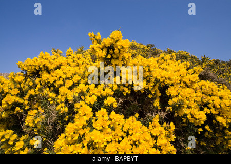 Di colore giallo brillante gorse bush contro un vivido blu cielo privo di nuvole Foto Stock