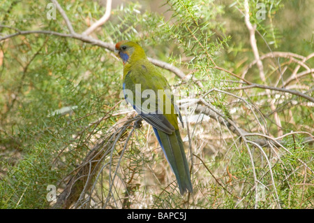 Eastern Rosella, capretti 'Platycercus eximius' Foto Stock