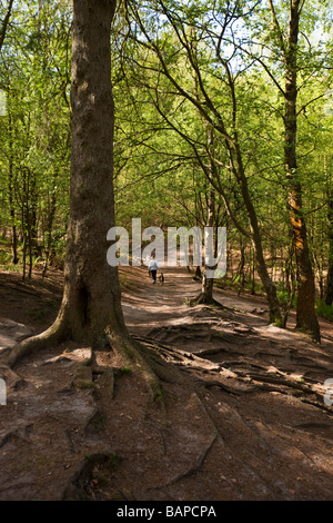 Regno Unito Inghilterra Cheshire Alderley Edge donna cani a piedi attraverso il bosco di faggio in primavera Foto Stock