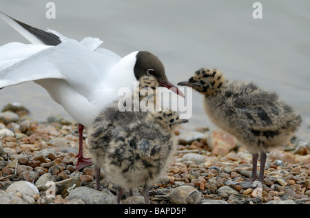 Tre neonata a testa nera gabbiani (Larus ridibundus) mendicare per alimenti da un adulto. Foto Stock